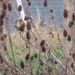 goldfinches on teasels by anniesue