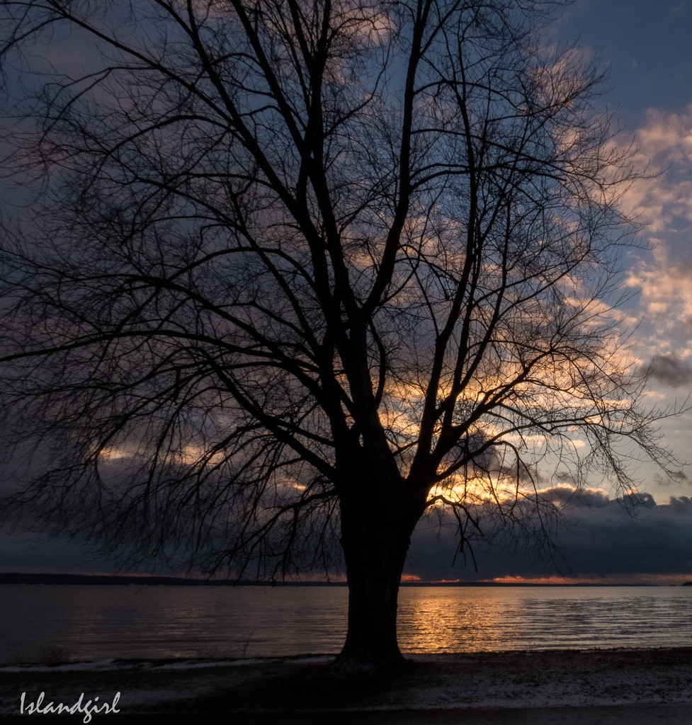 Solitary Tree by radiogirl
