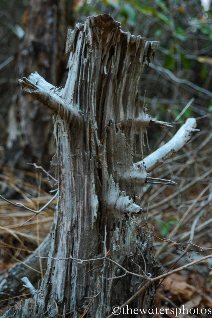 Stump by thewatersphotos