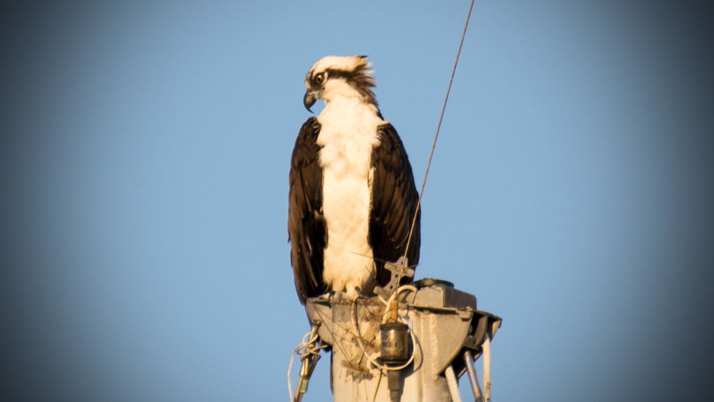 Osprey on the Sailboat Mast! by rickster549