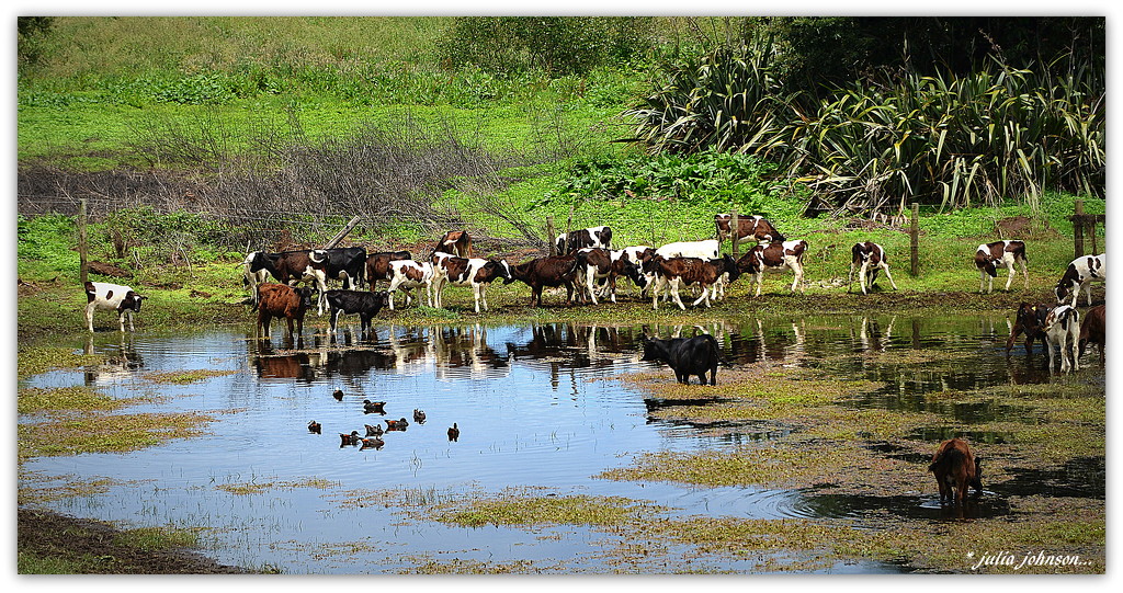 Calves taking a summer dip.. by julzmaioro