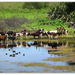 Calves taking a summer dip.. by julzmaioro