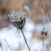 Lace Snow Square Closeup by rminer