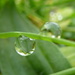 Dew drops by amfrumbiddivurd