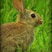 Baby Bunny by yorkshirekiwi