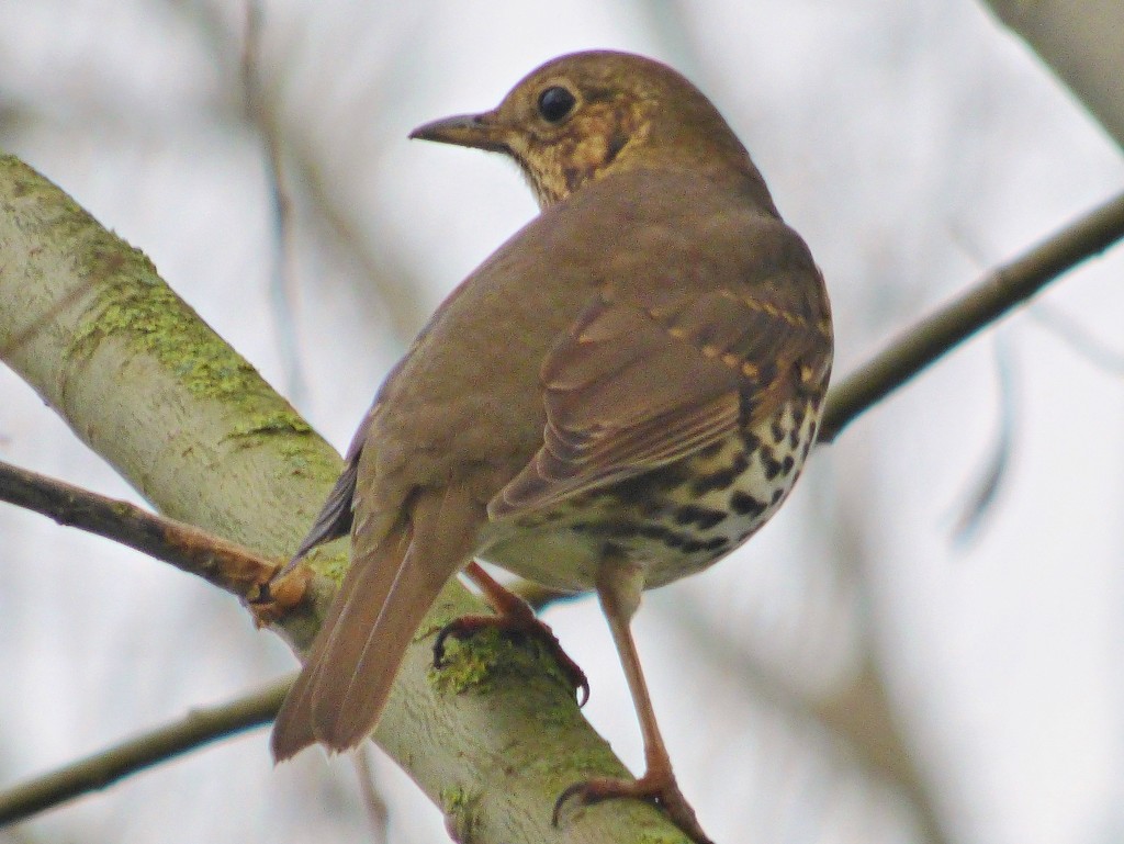 Song Thrush by julienne1