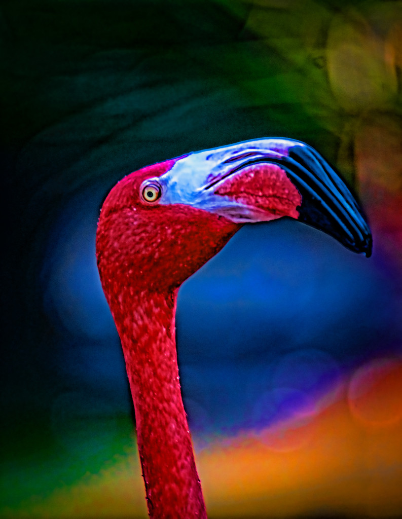 Flamingo Friday - 016 by stray_shooter