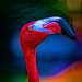 Flamingo Friday - 016 by stray_shooter