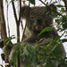 high n mighty by koalagardens