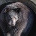 American black bear by leonbuys83