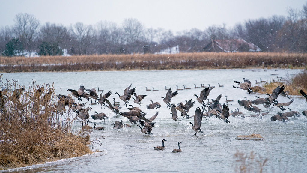 Canadian Geese Mass Takeoff by rminer