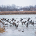Canadian Geese Mass Takeoff by rminer