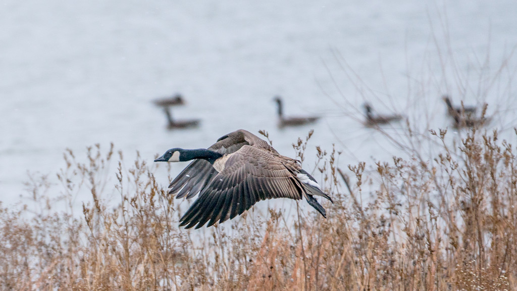 Goose in Flight over the Island by rminer