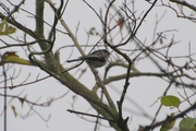 6th Dec 2016 - Long tailed Tit