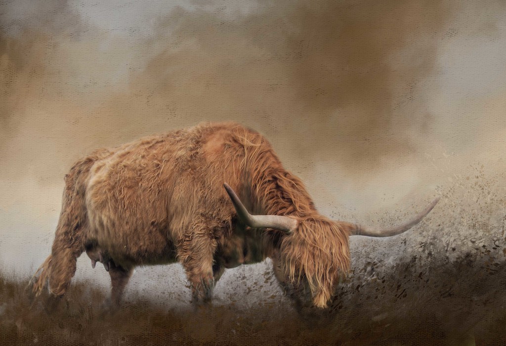 Highland Cattle  by shepherdmanswife