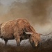 Highland Cattle  by shepherdmanswife