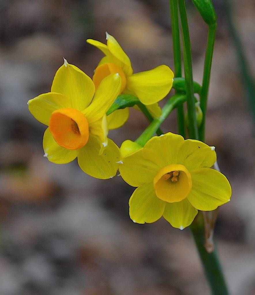 December daffodils, Magnolia Gardens, Charleston, SC by congaree