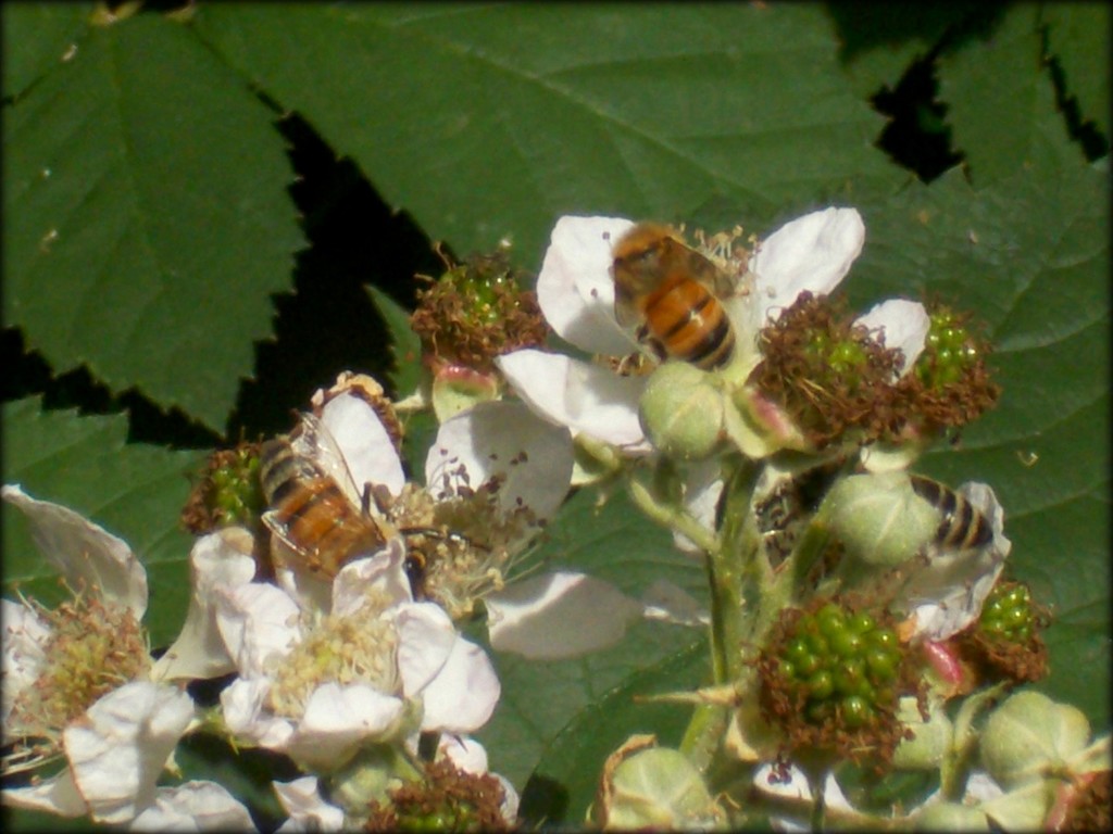 busy bees by cruiser