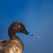 9th Dec 2016 - Blue eyed duck