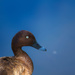 Blue eyed duck by jodies