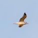 Gull in Flight Side View by rminer