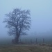 A foggy start to the day by roachling