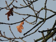 7th Dec 2016 - Last few oak leaves clinging on