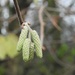 First hazel catkins by roachling