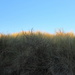 European beachgrass. by pyrrhula