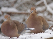 10th Dec 2016 - Mourning Doves