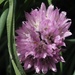 Chive flower by Dawn