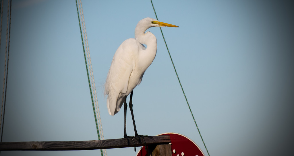 Egret on the Dock! by rickster549