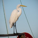 Egret on the Dock! by rickster549