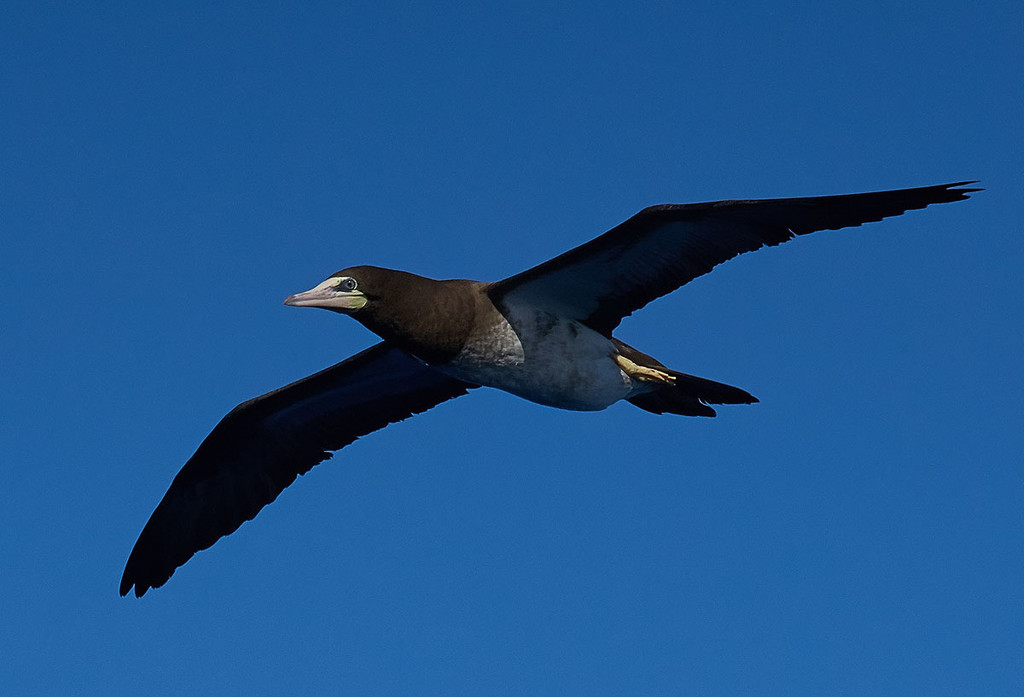 Aruba Booby  by gardencat