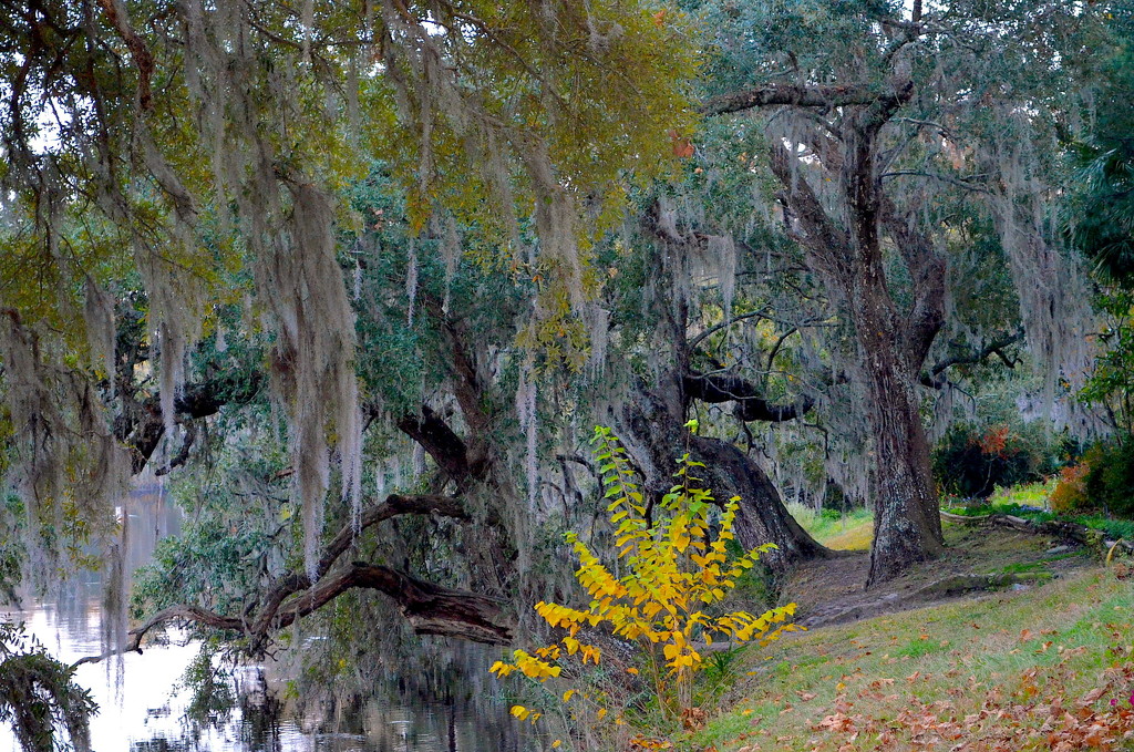 Autumn splash of color along the Ashley River, Magnolia Gardens, Charleston, SC by congaree