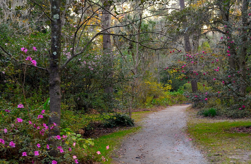 Path at Magnolia Gardens, Charleston, SC by congaree
