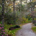 Path at Magnolia Gardens, Charleston, SC by congaree