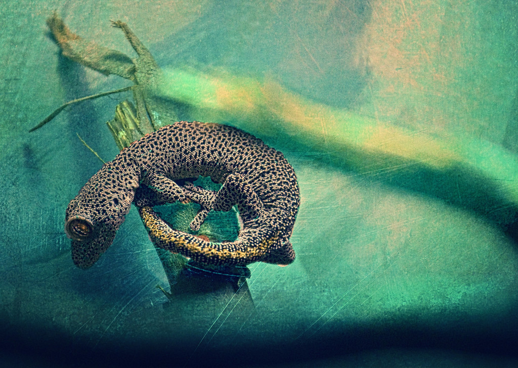 gecko by annied