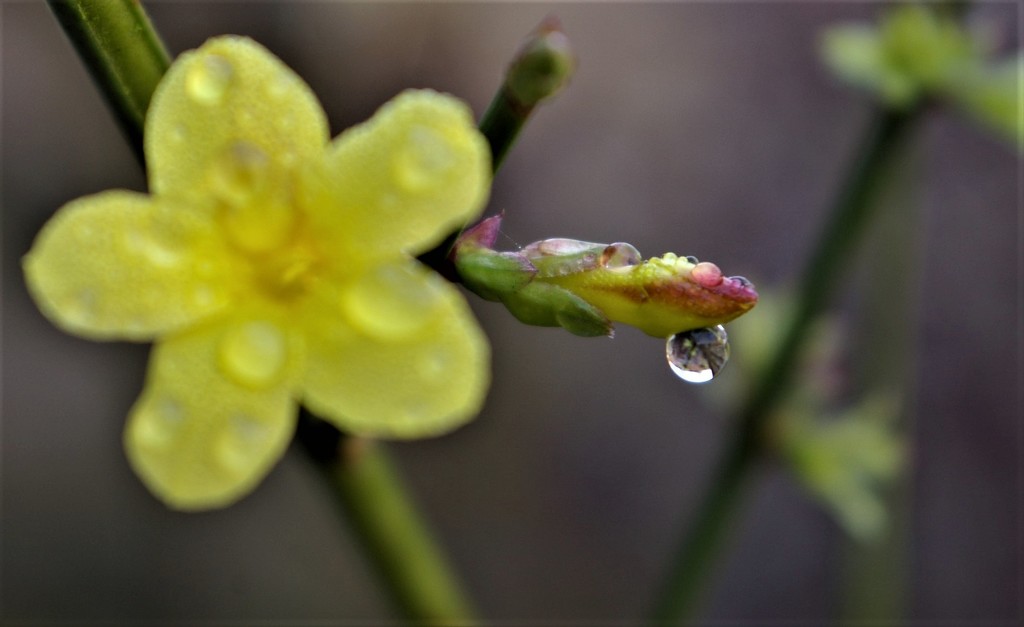 out of focus yellow flower, in focus droplet! by 30pics4jackiesdiamond