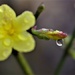 out of focus yellow flower, in focus droplet! by 30pics4jackiesdiamond