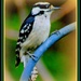 Downey Woodpecker by vernabeth