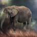 Elephant Impressions by jgpittenger