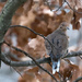 Mourning Dove by dridsdale