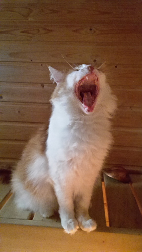 Ginger yawn by katriak