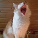 Ginger yawn by katriak