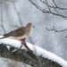 Snowy Mourning Dove by dridsdale