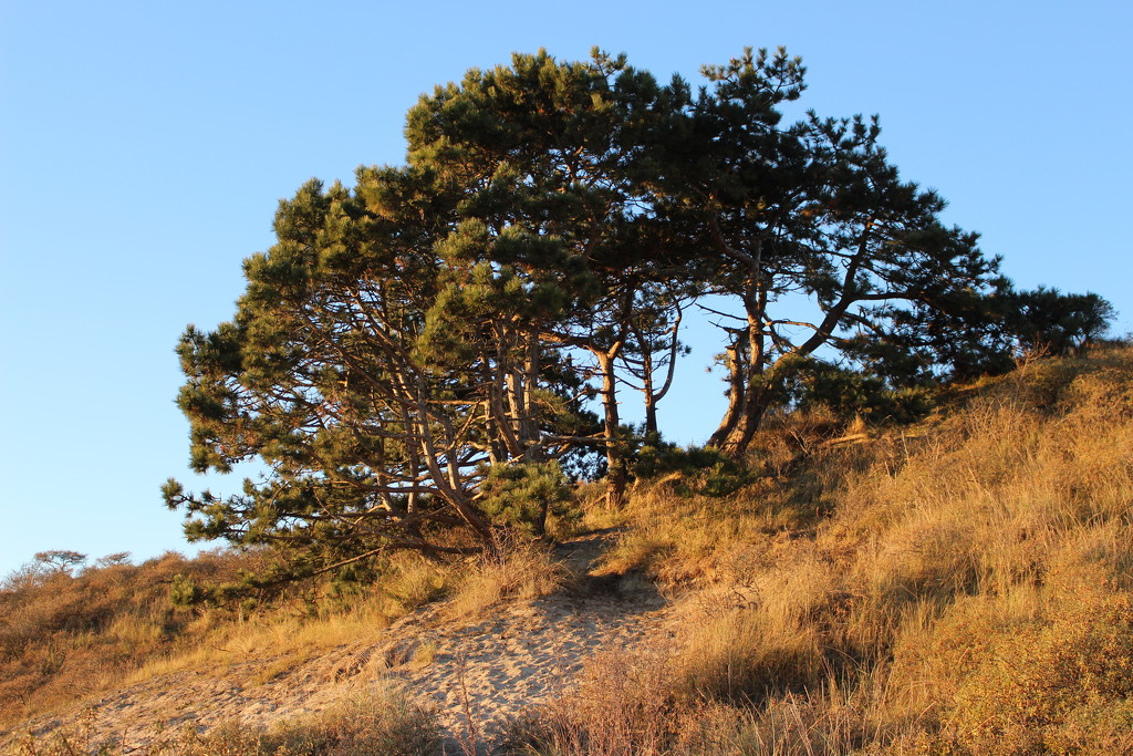A `` Vliegden`` (Fir tree) in the dunes   by pyrrhula