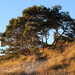 A `` Vliegden`` (Fir tree) in the dunes   by pyrrhula