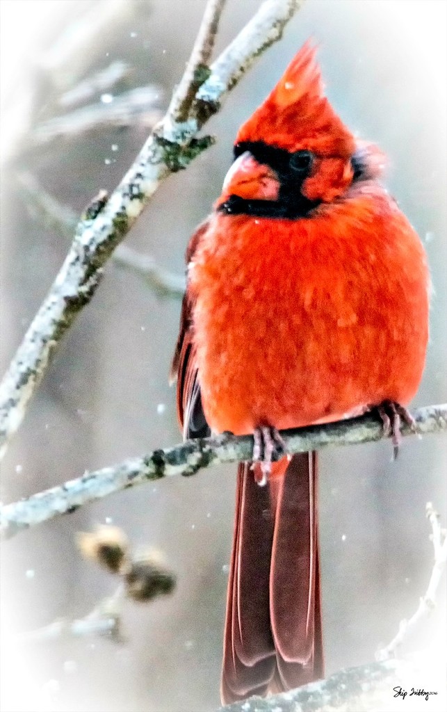 Snowy Cardinal by skipt07
