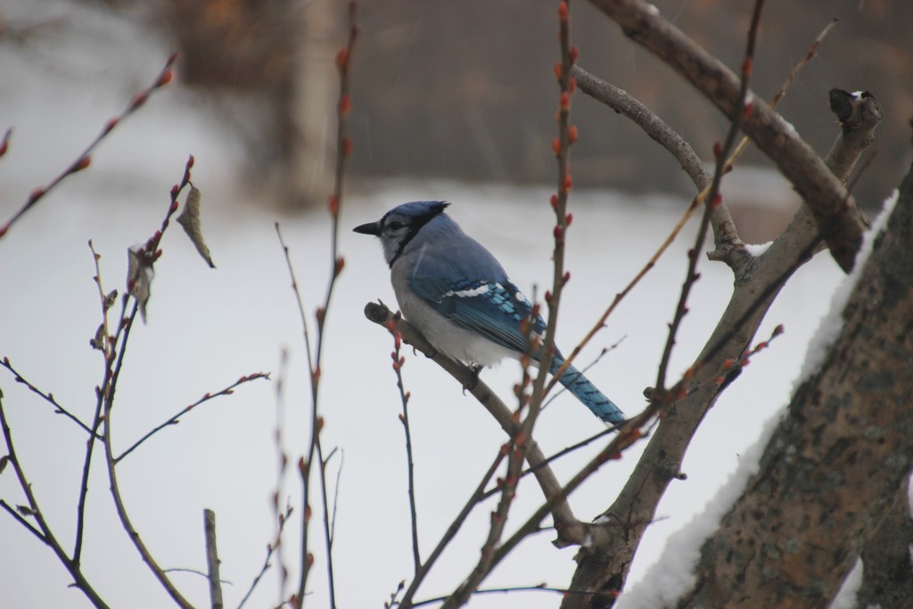 Blue Jay on Pussy willow by bjchipman